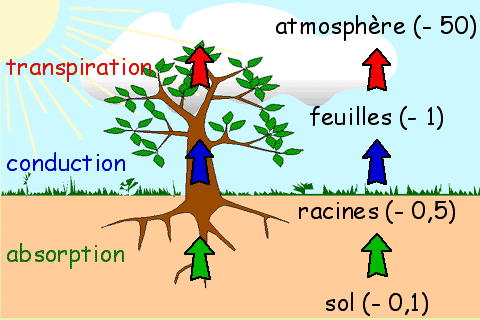 Figure 1. La plante et son environnement hydrique. L'eau absorbée dans le sol par les racines est conduite dans toutes les parties de la plante. Une partie est éliminée dans l'atmosphère par la transpiration. A droite, sont notées les valeurs du potentiel hydrique en Méga-Pascal (MPa) des différents partenaires. © Biologie et Multimedia